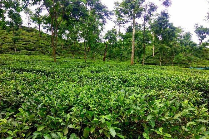 Srimangal Tea Garden & Lawachara Rainforest
